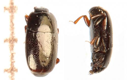 Réf. 290 411 : Paromalus parallelepipedus